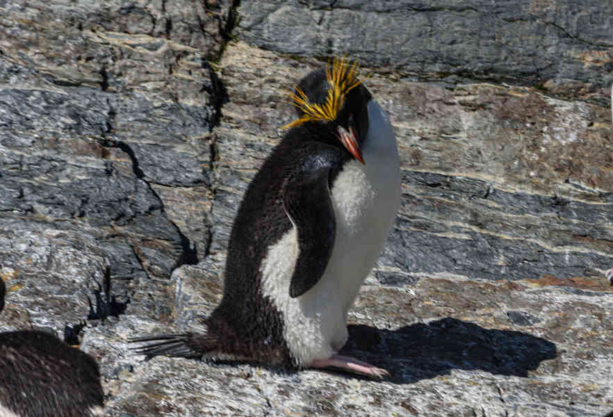 Pingüino Macaroni - islas Georgias del Sur 06.jpg